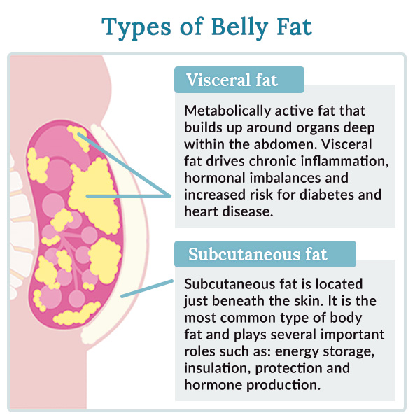 understanding belly fat