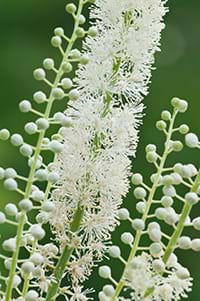 Black cohosh flowers help relieve PMS symptoms. black cohosh flower
