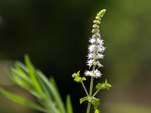 Black Cohosh is an effective herb for menopause and hot flashes relief.