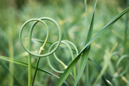 immune-boosting foods