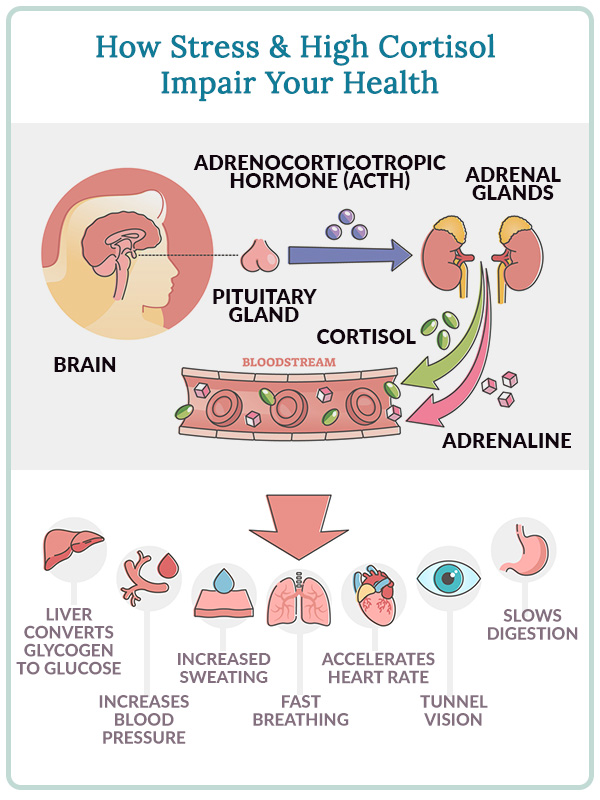 how stress and high cortisol impairs health