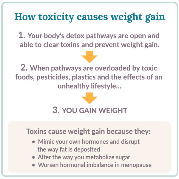 Our illustration shows how overloaded detox pathways can lead to weight gain. our illustration shows how overloaded detox pathways can lead to weight gain
