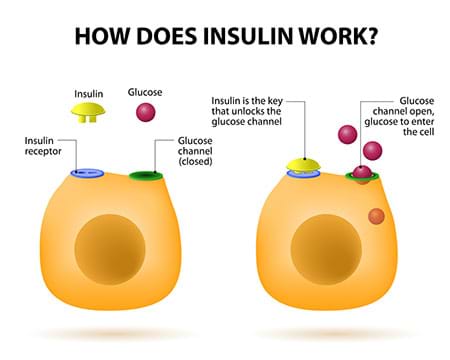 Illustration of insulin unlocking glucose receptors on cell surface. illustration of insulin unlocking glucose receptors on cell surface