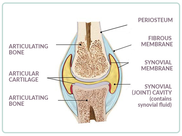 anatomy of joint