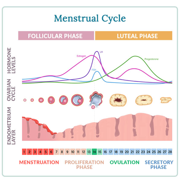 menstrual cycle