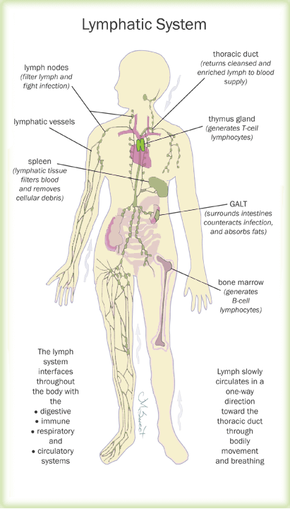 The lymphatic system labeled throughout the whole body. lymphatic system labeled